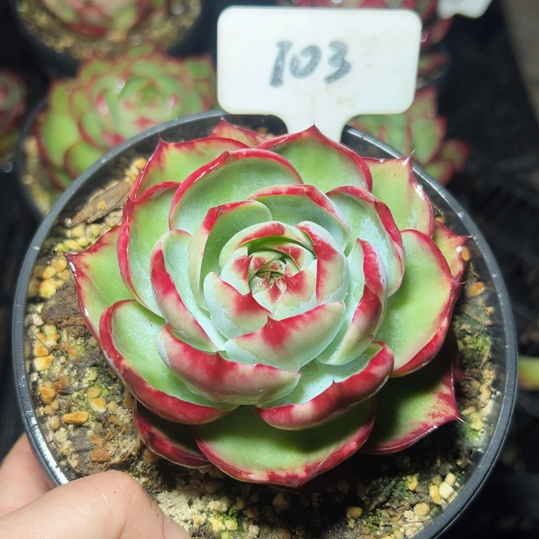 惊鸿仙子福利103号