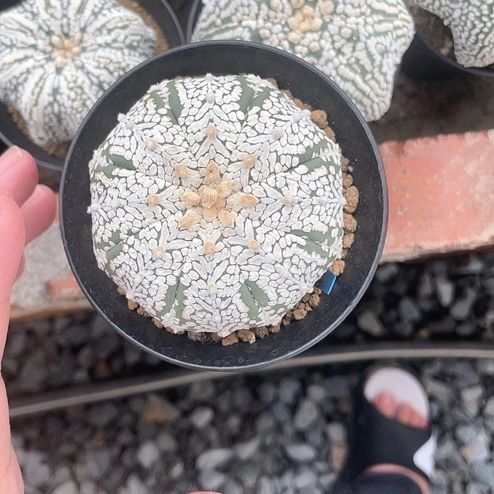 完全开放秋*凉特价12 v兜