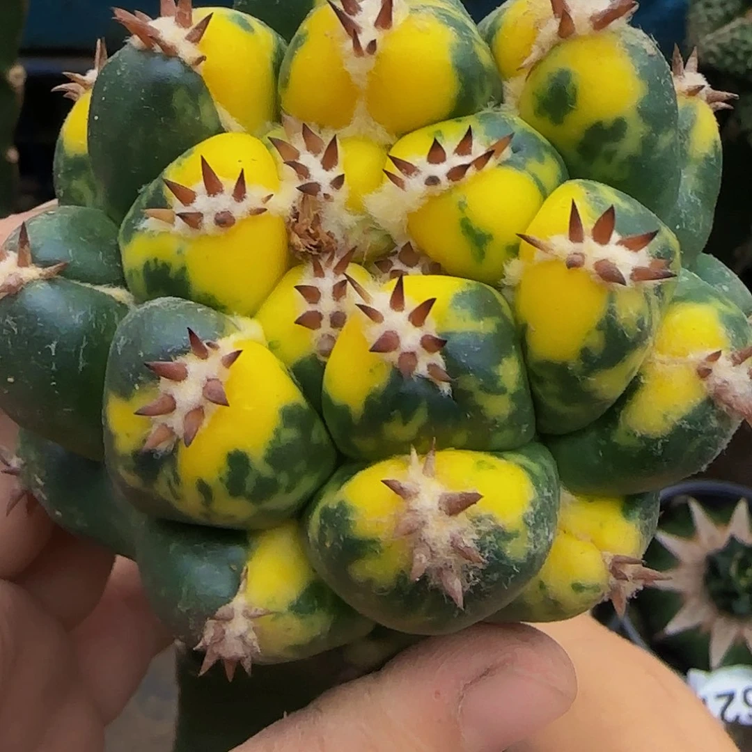 象牙锦662仙人球开花