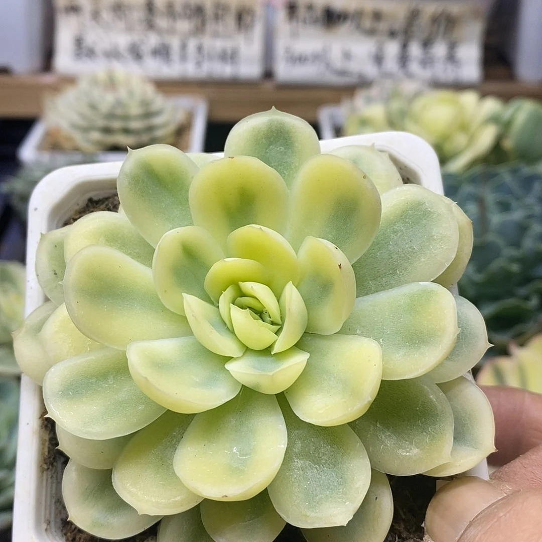 1277 草莓冰覆轮锦 需延时发货