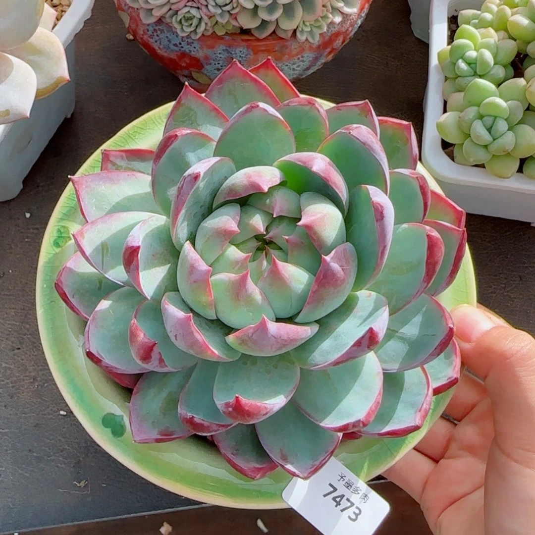惊鸿仙子，7473多肉植物