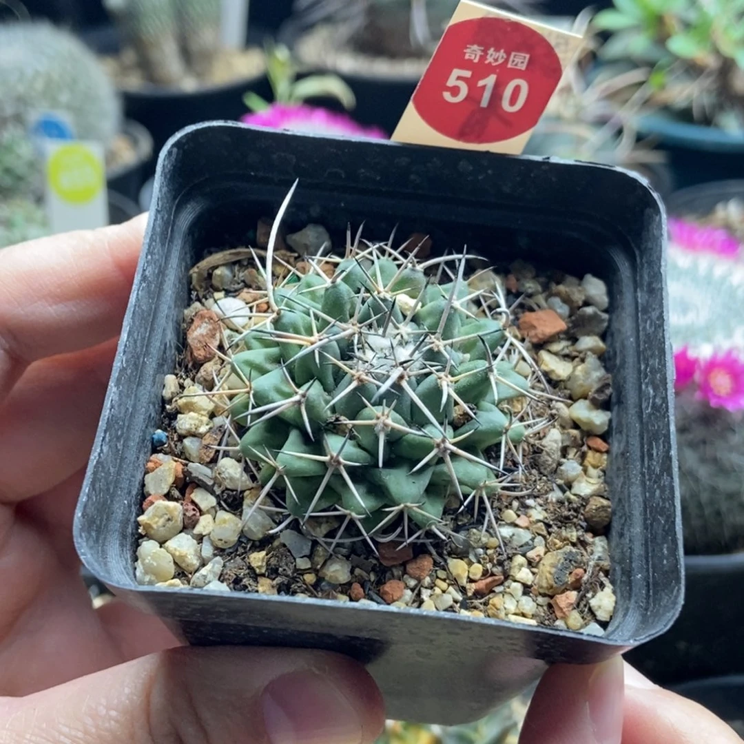 瓦格纳乳突一颗仙人球，