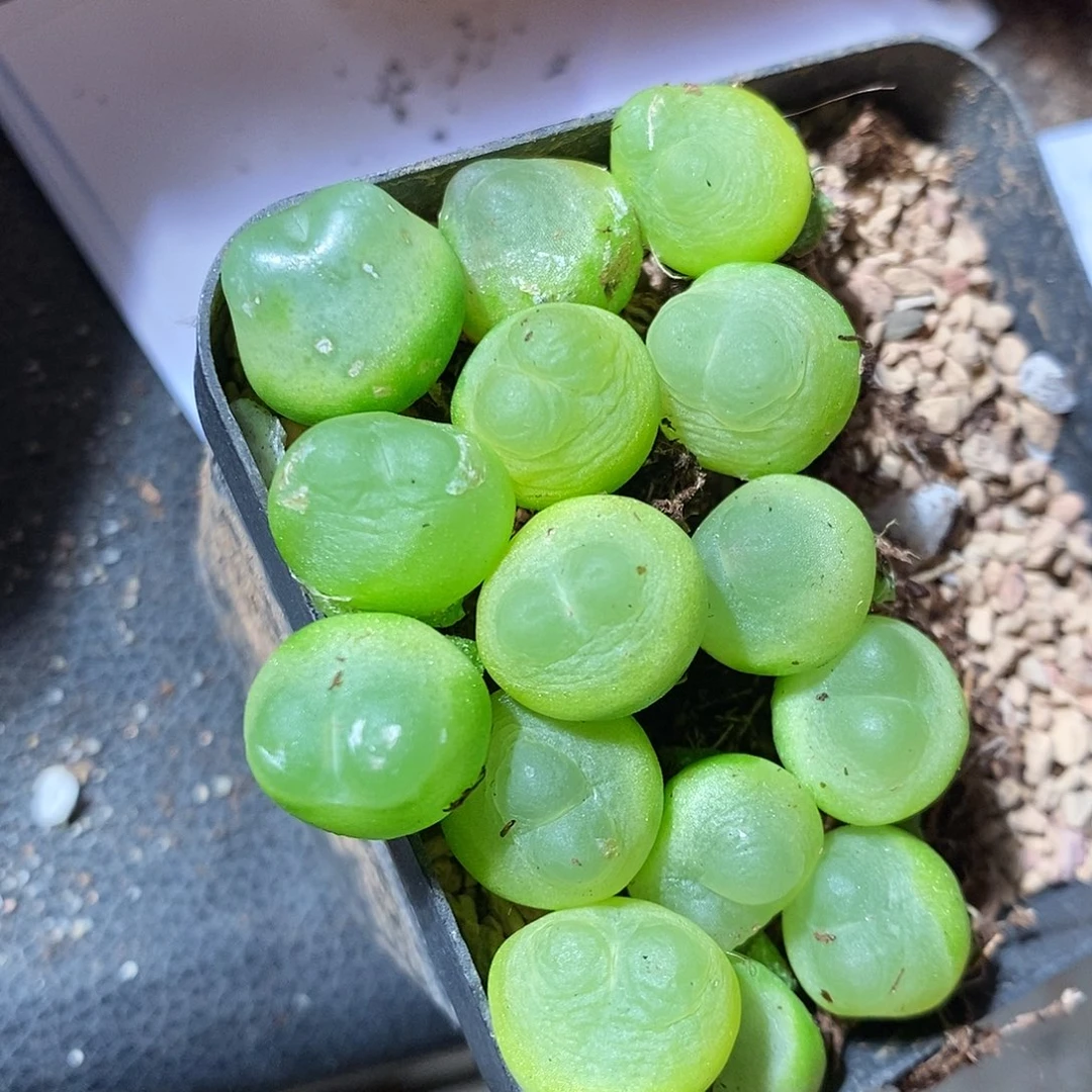 20311。 一颗紫皮拉登。 1.3