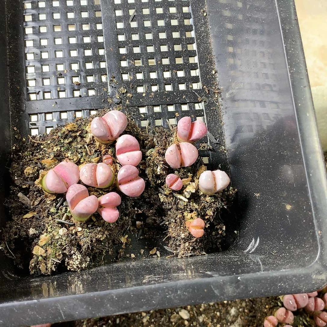 萍*?K444多肉植物保护