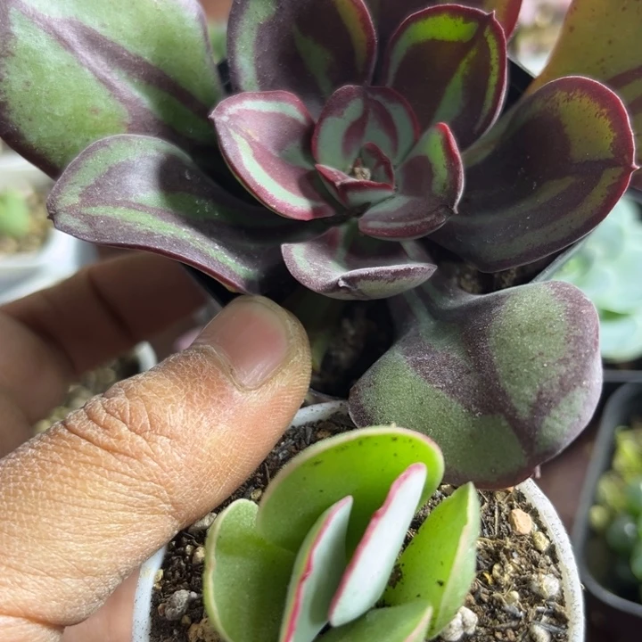 可爱的小可爱小可爱023
