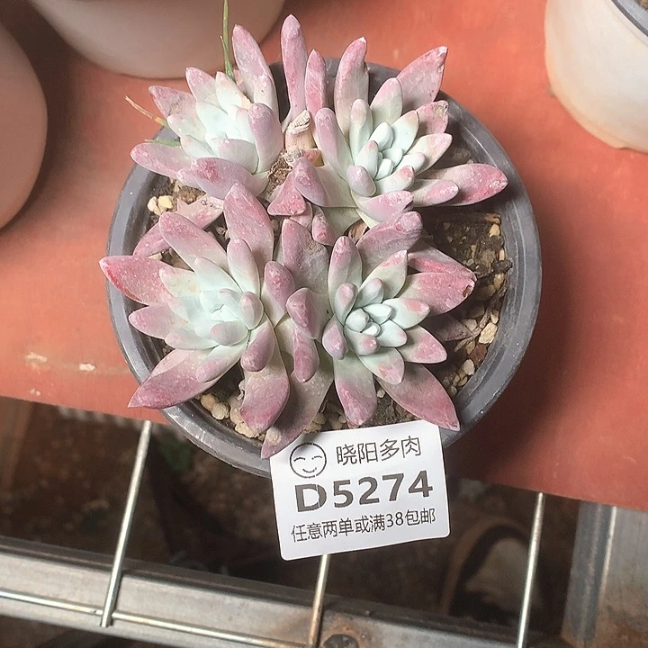 5274海瑟白菊仙女杯