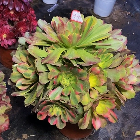 香妃捧花老桩法师31