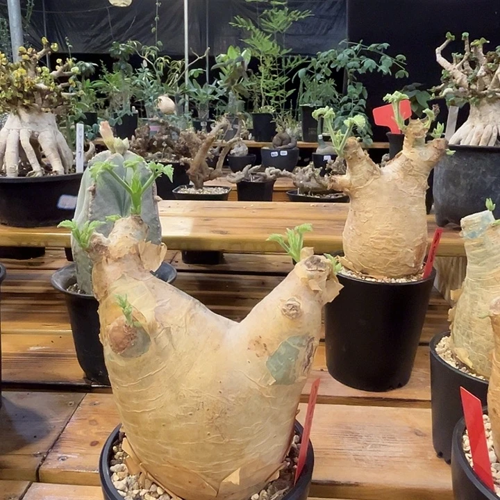 潮流植物安哥拉葡萄翁D09