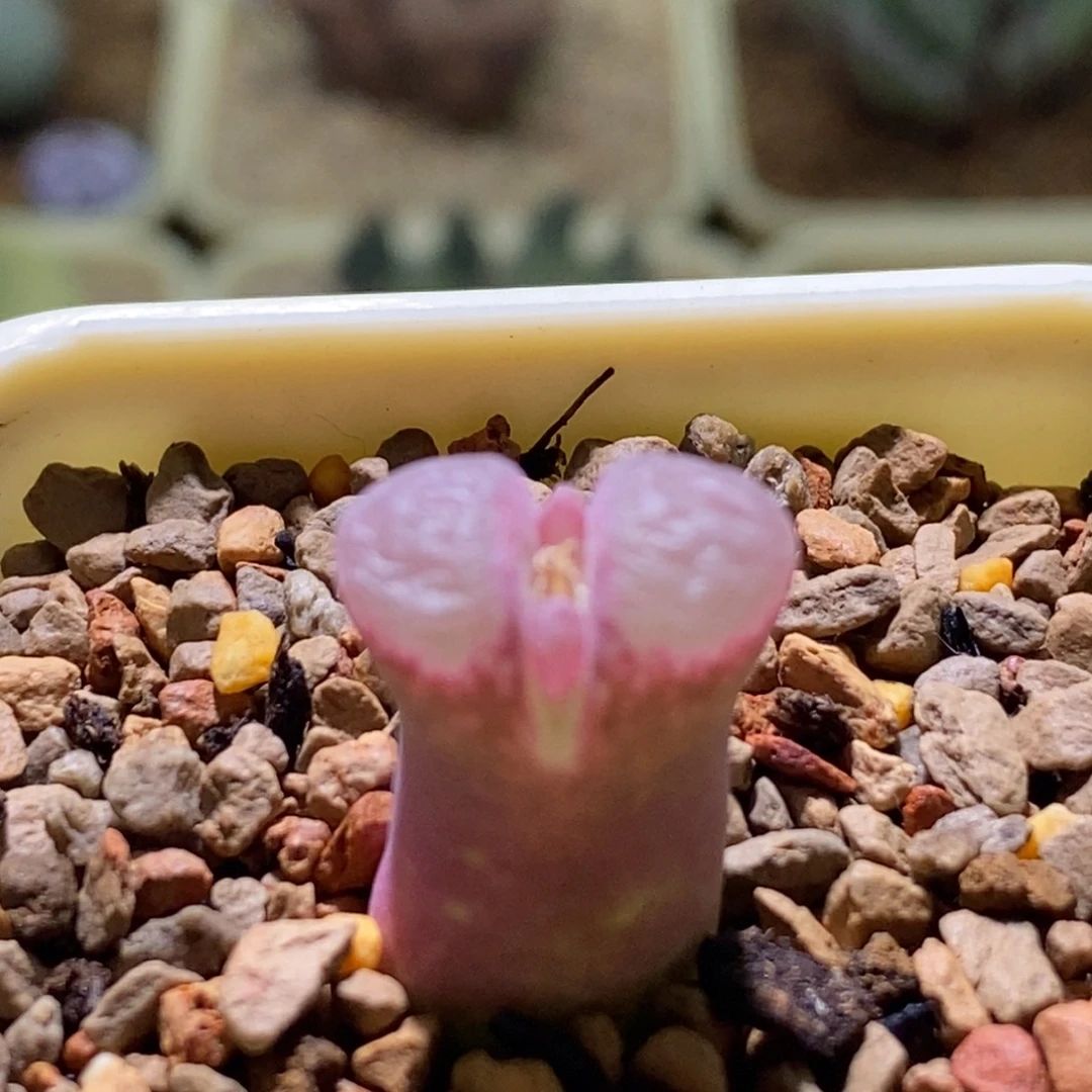 火大y345极光好看好看