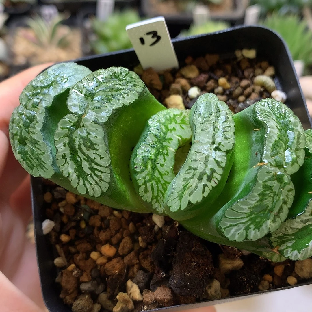 夏***e玄武玉扇带盆土发货lolloyuhikl