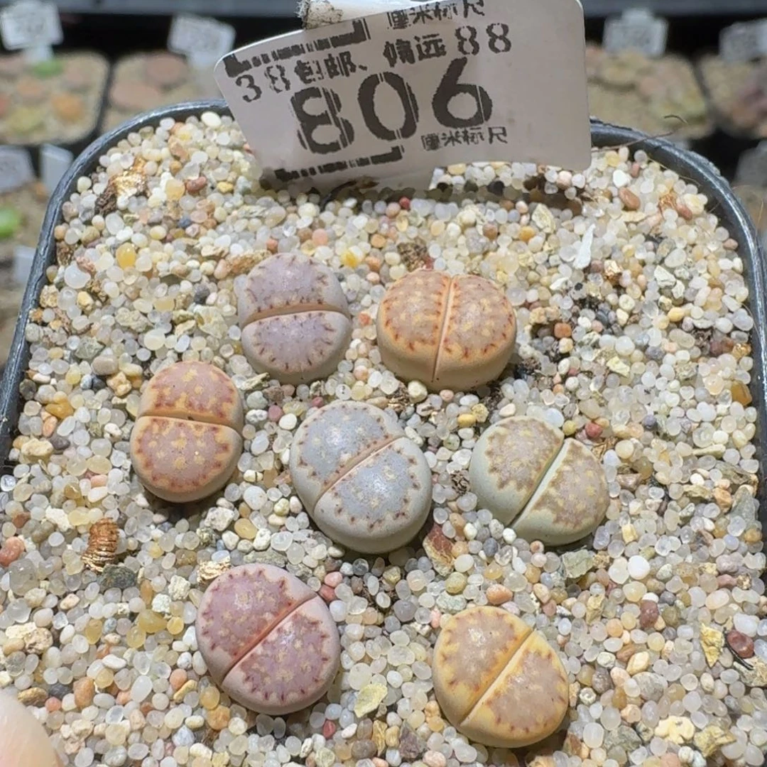 Sssss精品生石花806