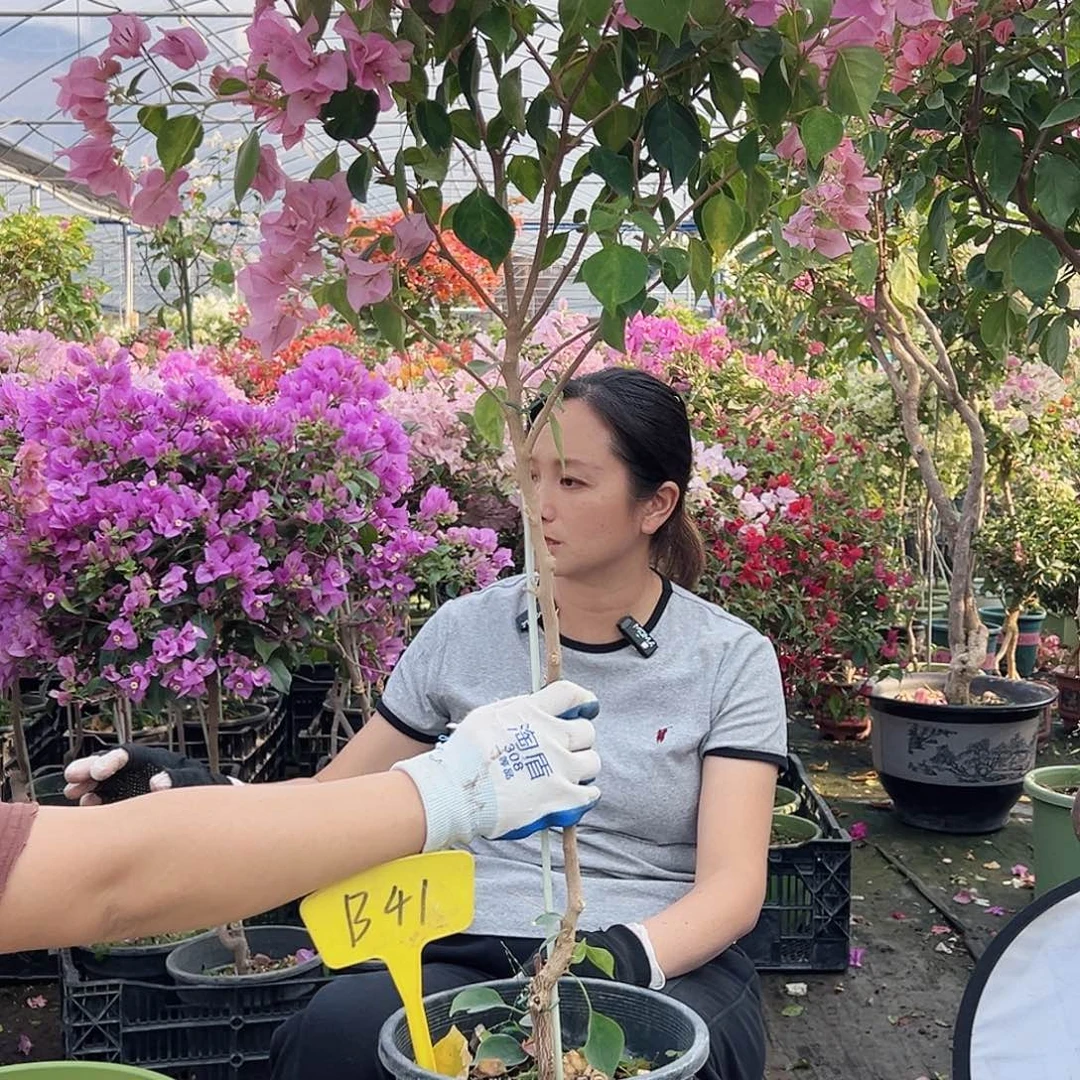 余***教大部分花苞少量开放B41暗斑