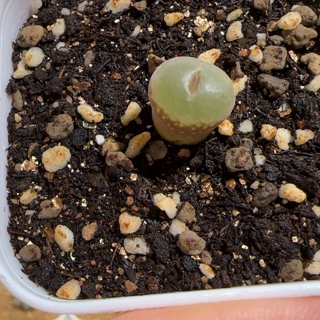 ᥫ****肉锥多肉植物组合-732有疤
