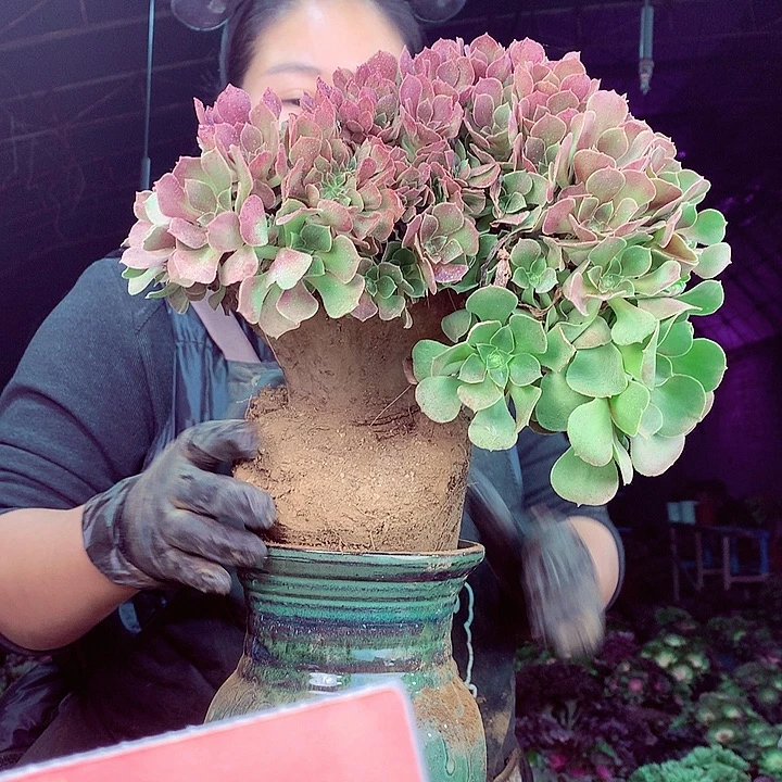 柒柒精品多肉脱土发货不包断侧枝108