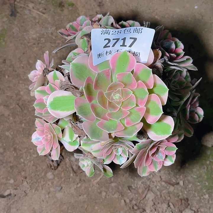 2717粉女巫多肉植物