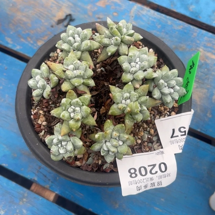 依***嫚谢谢姐姐～一物一拍