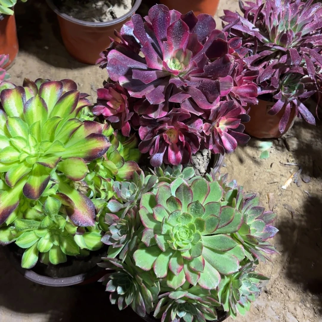 美杜莎韶华万花筒19.8