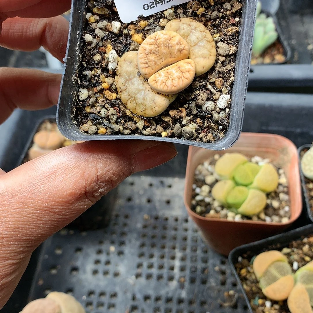 ?*霉W830多肉植物保护研究所