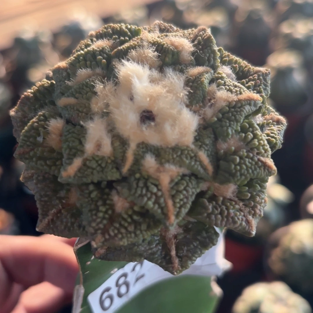 福利大尤黑牡丹682