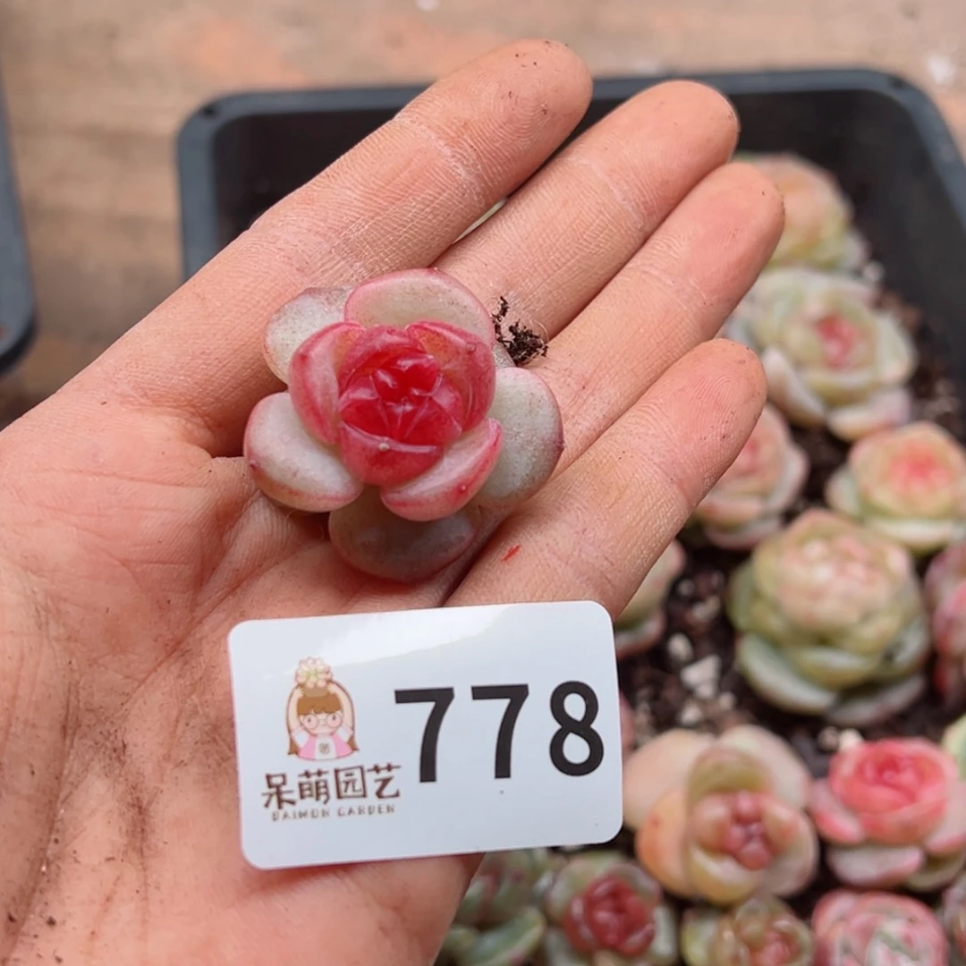 暖*?多肉植物多肉植物