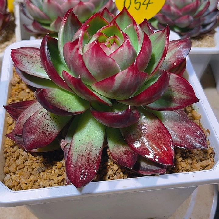 米*惊鸿仙子多肉植物54