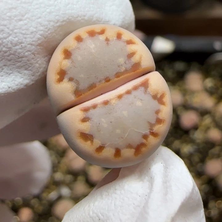 12.14.c24饼干.9032