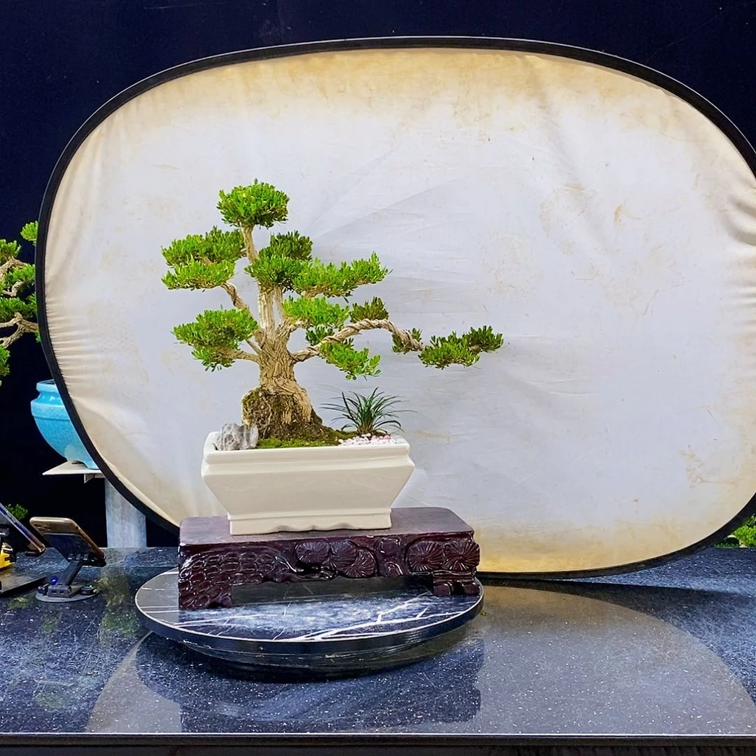 无花朵黄杨盆景造型