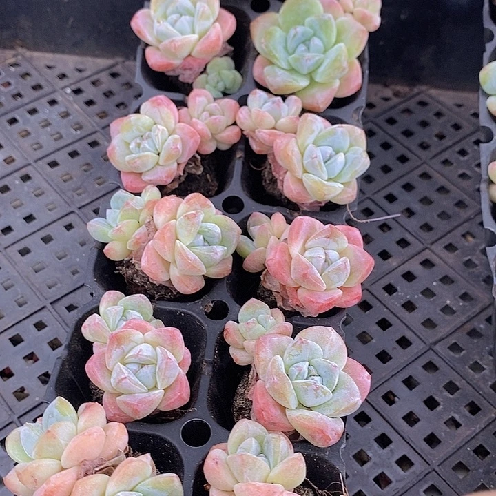 21 多肉植物盆栽花卉