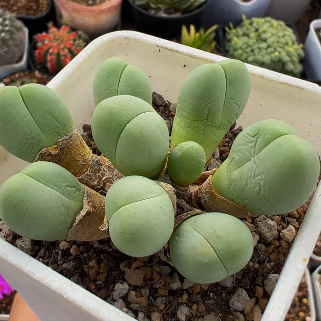 136多肉植物百科植物