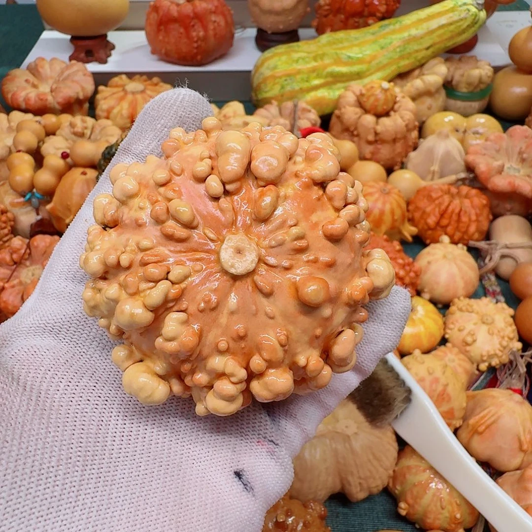 缘***缘墨西哥七彩葫芦瑕疵疙瘩