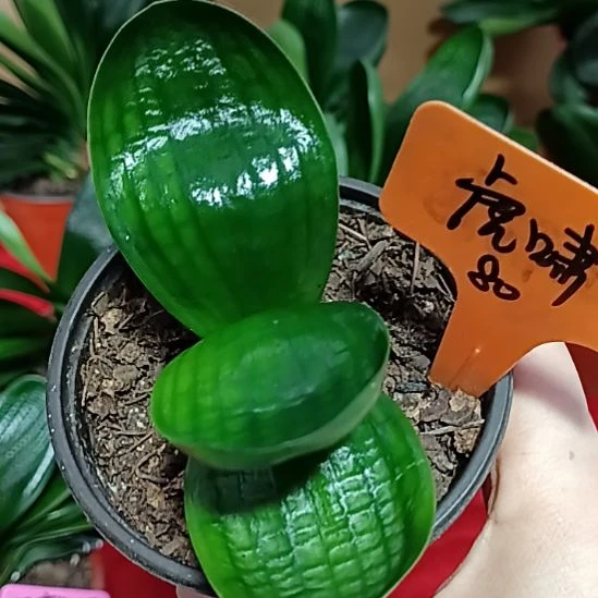 完全开放君子兰麻脸苗