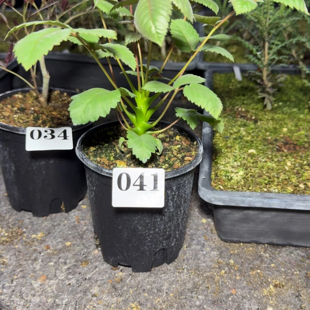 墨西哥角榄多肉植物