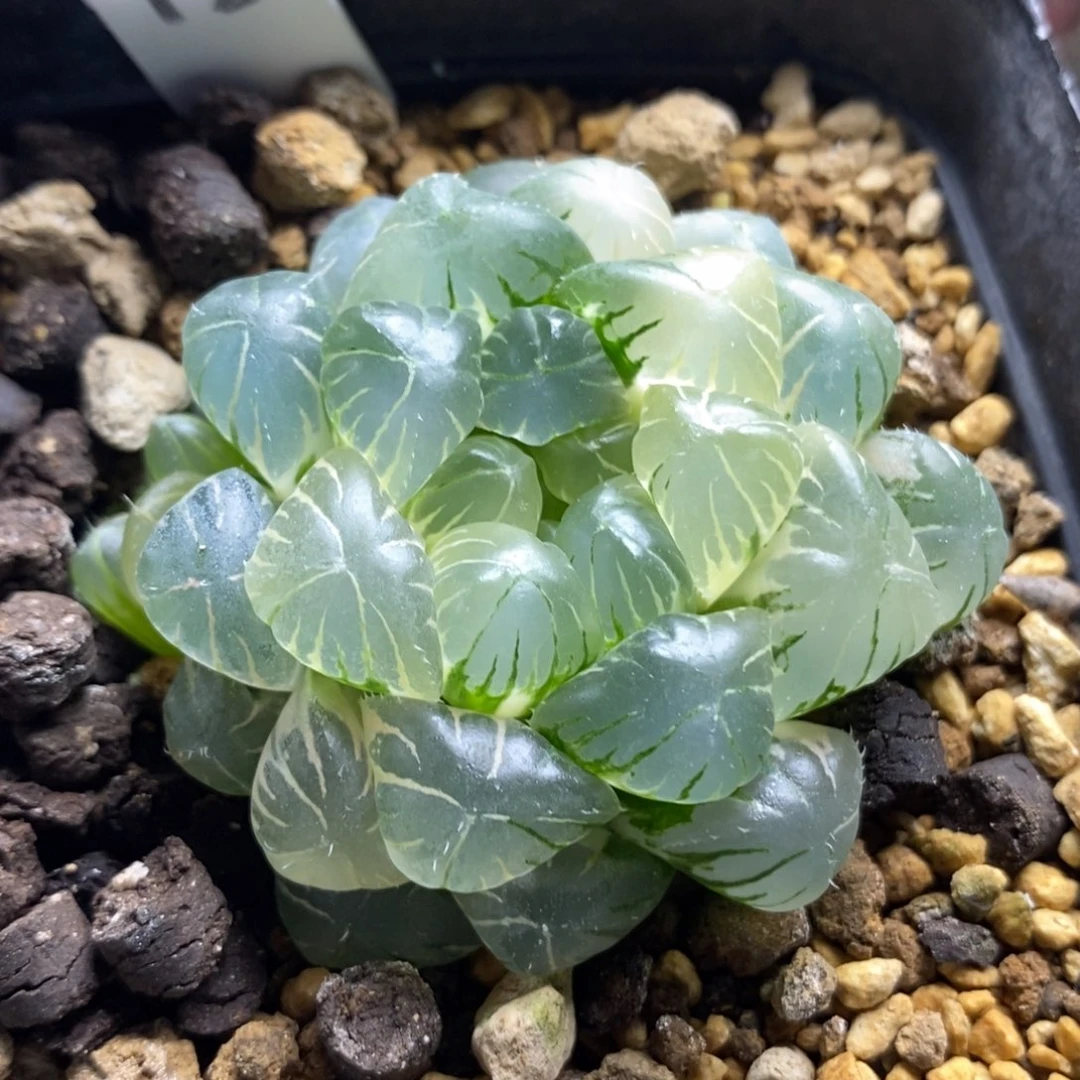 2号湖水玉露锦一物一拍