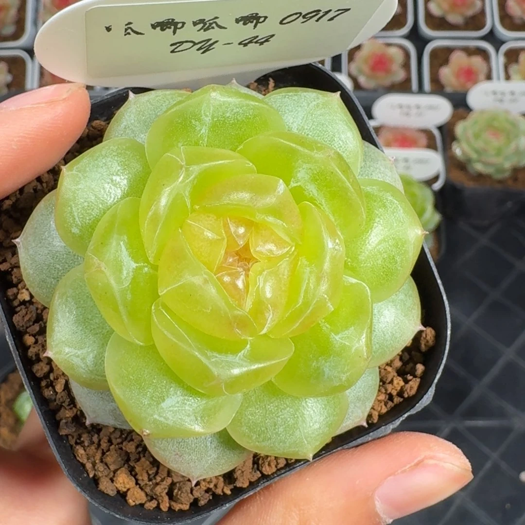 0917-44-追月单头