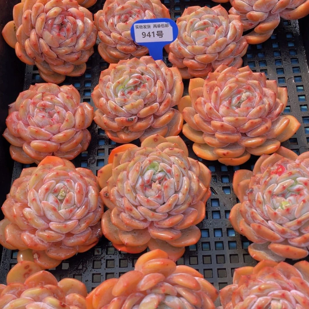 941号宽叶母本全状态大韩橙单头两个