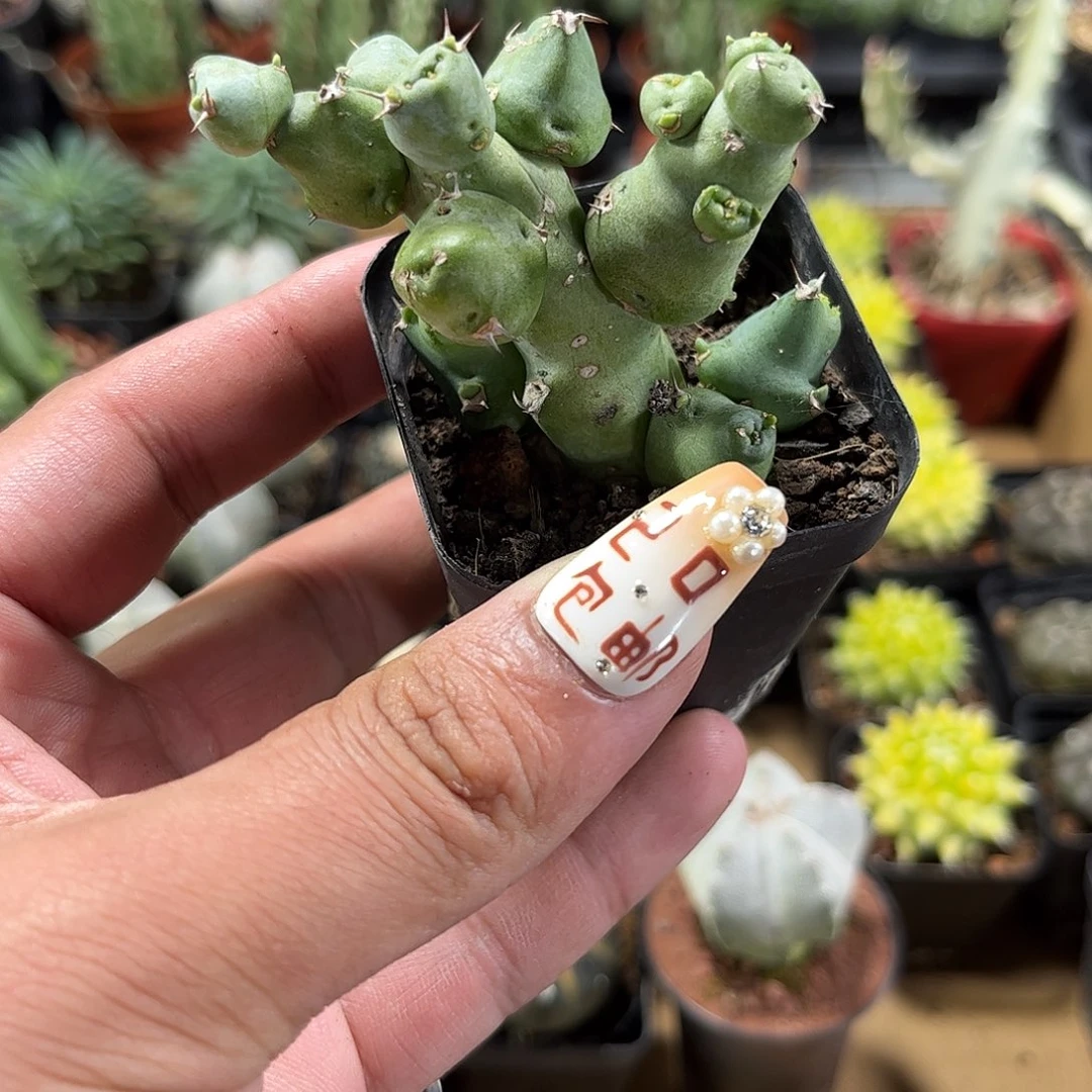 丘西大吉单头发货单头