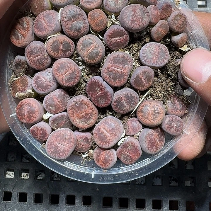 373 多肉植物多肉植物