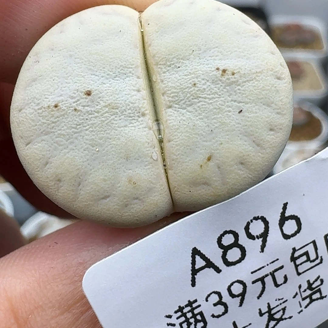 896多肉哈哈哈哈哈哈