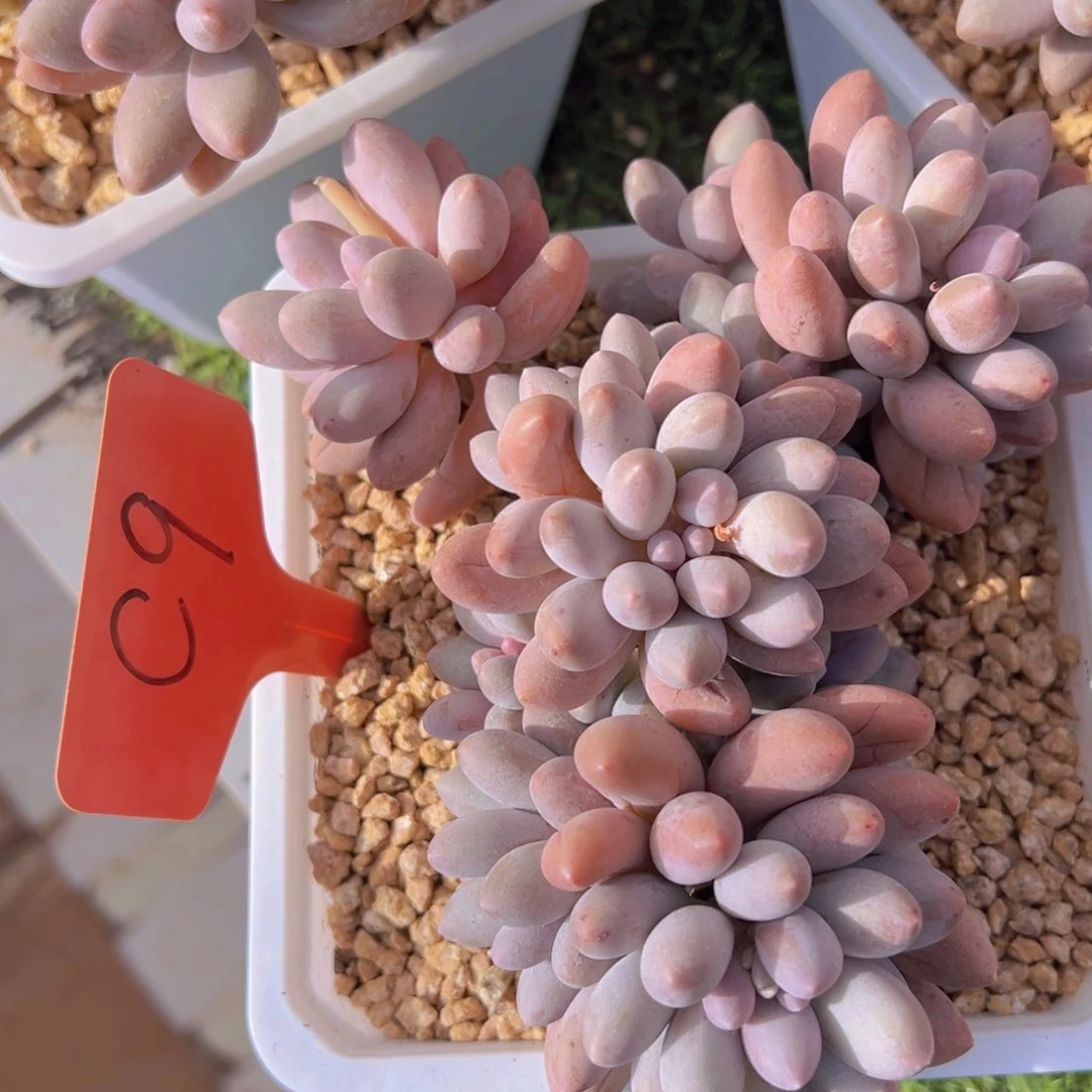 香玉的故事是一个人的故事吗