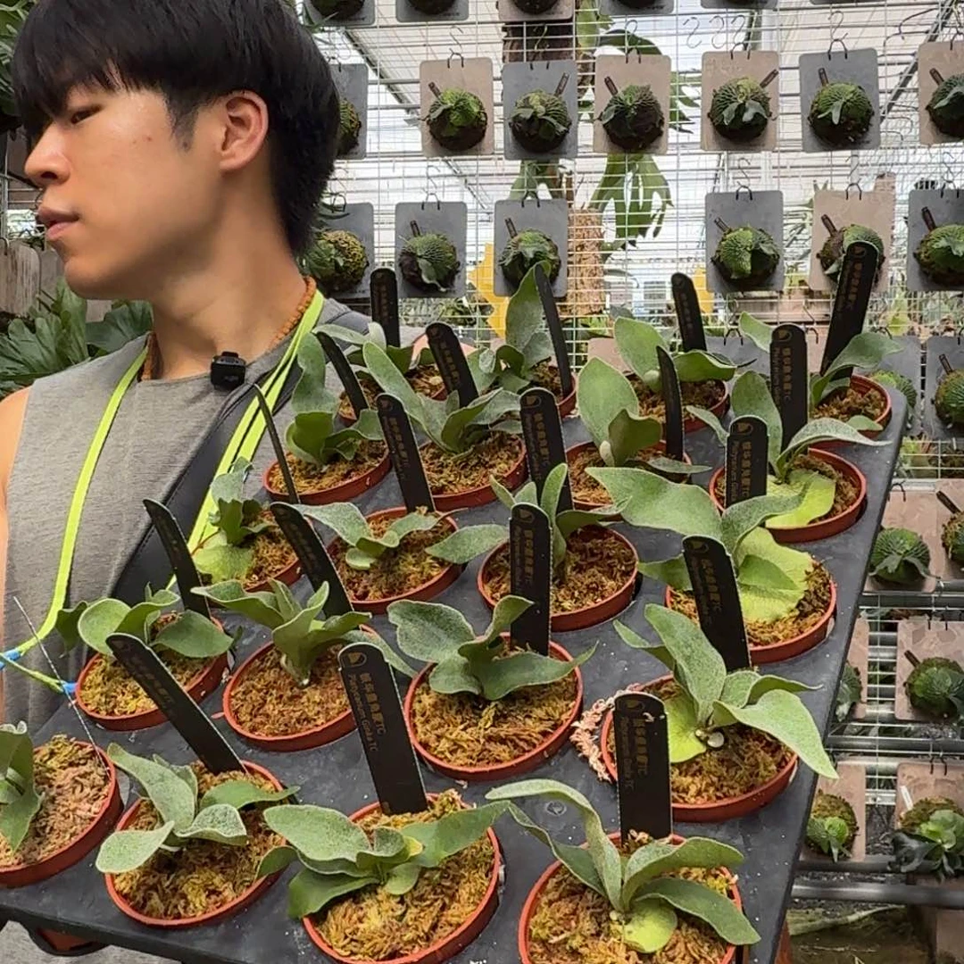 无花朵银华TC杯苗择优发货