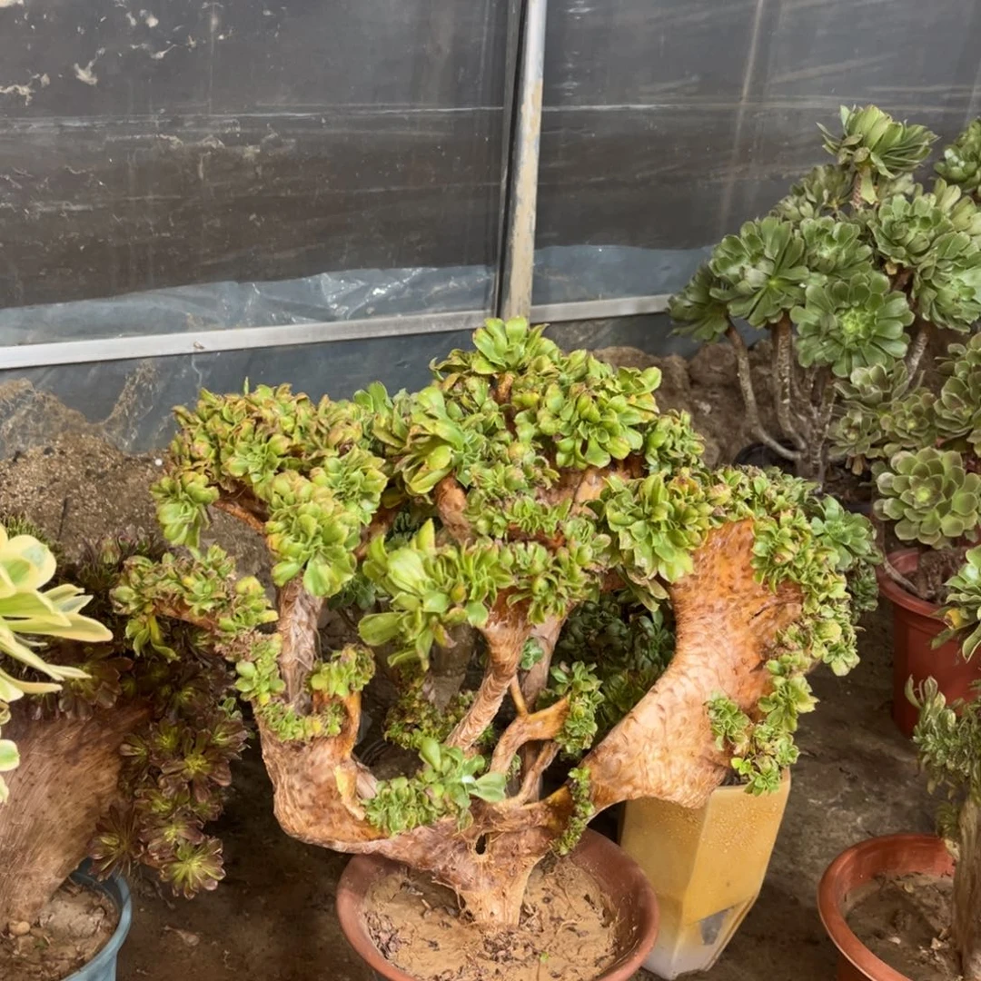 精品法师以五一拍