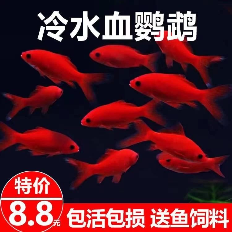 冷水鹦鹉鱼招财鱼淡水鱼好养耐活发财鱼活体金鱼苗冷水观赏鱼