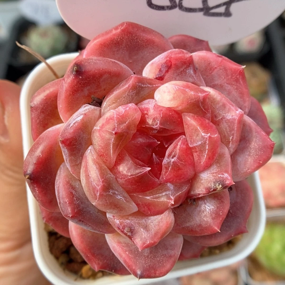 糖心冰魄可拍555号。