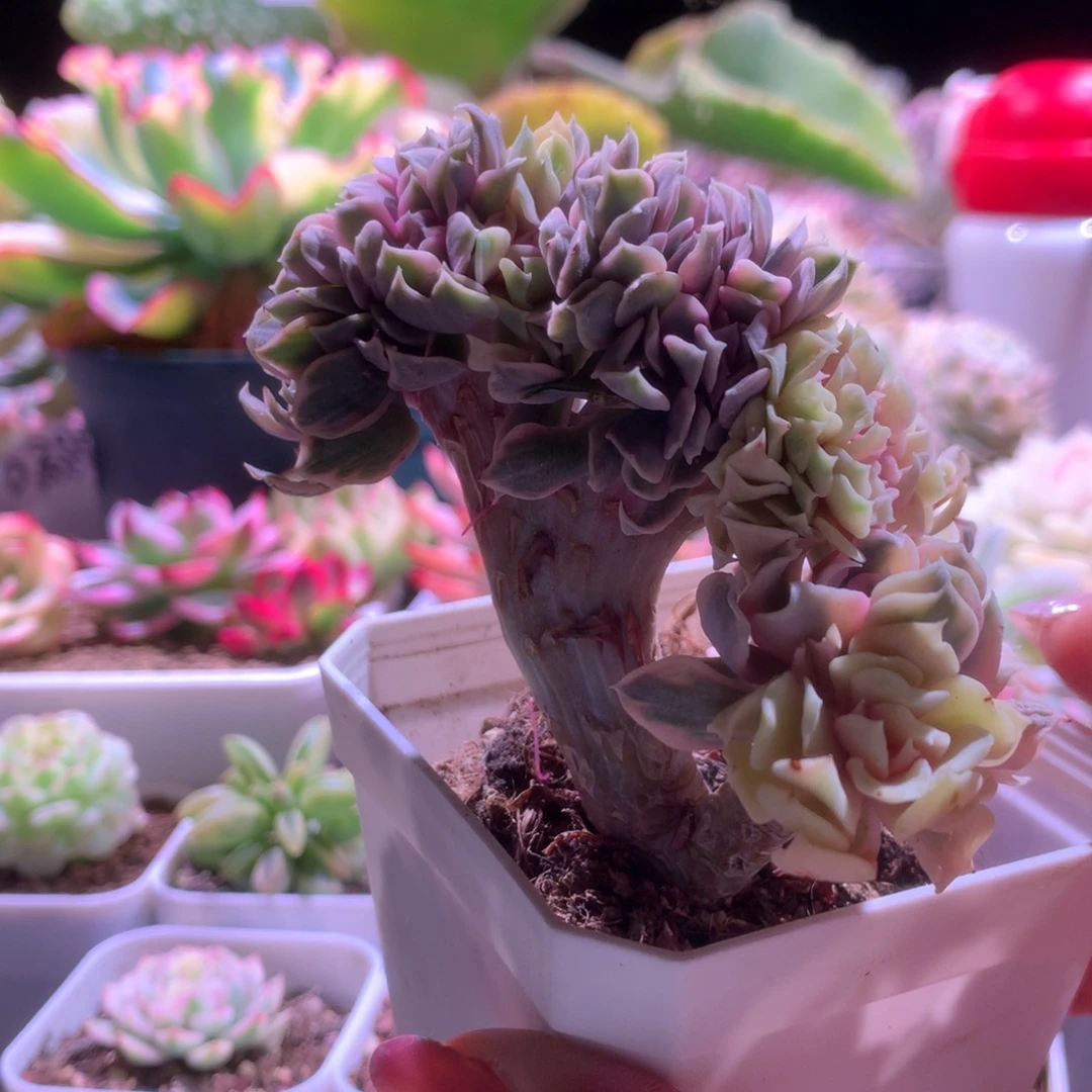 利比里亚覆轮锦缀化