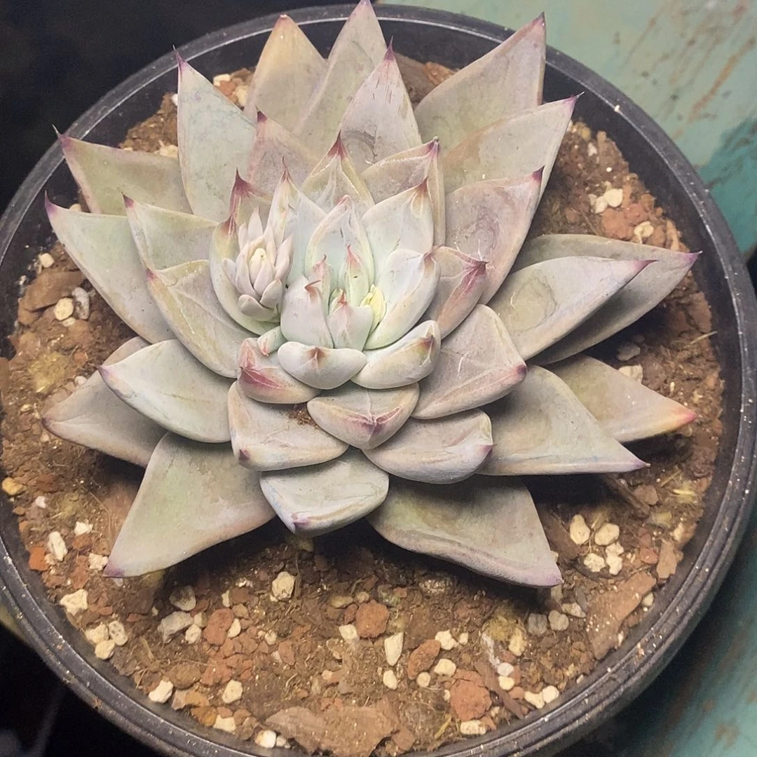 肥*猫一物一拍，杜里万杂