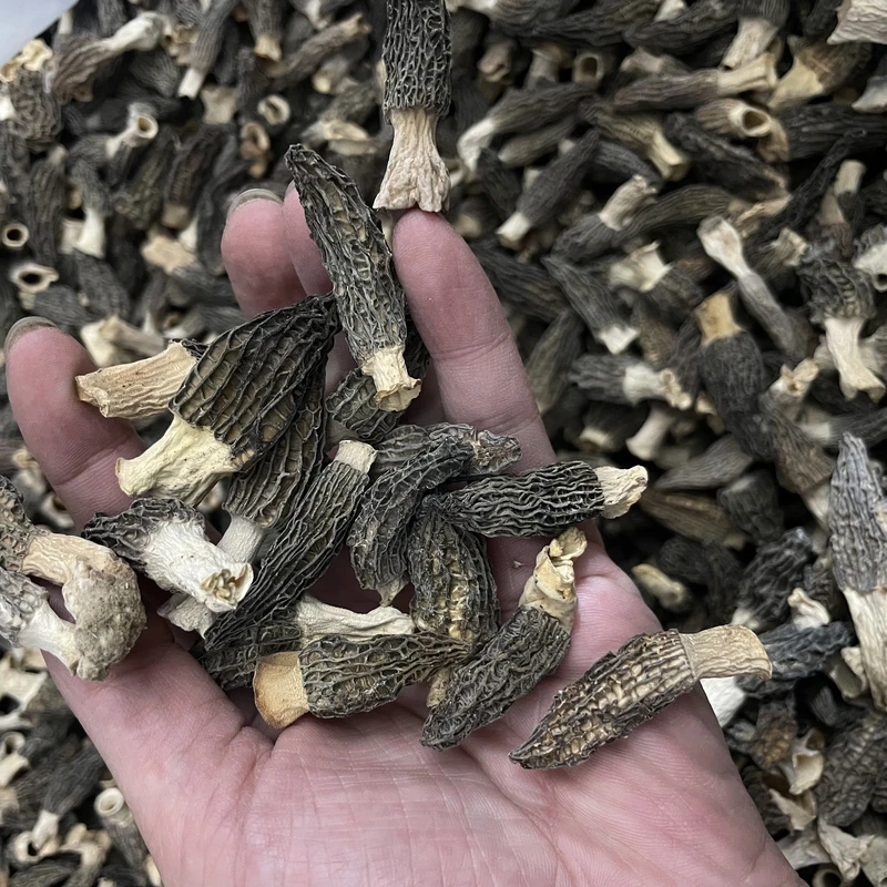 【升发】小小羊肚菌
