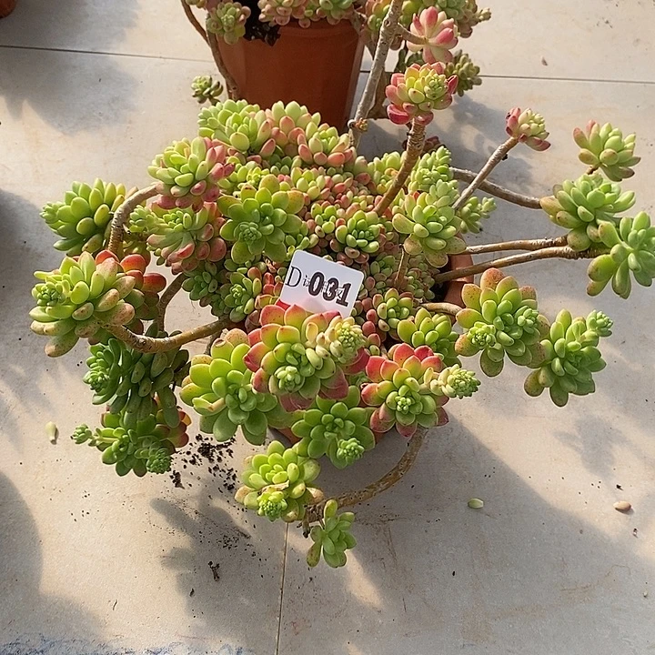 小***抠031香格里拉多肉植物多肉