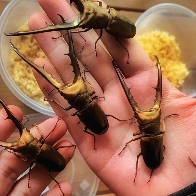 【美他利佛细身锹甲】活的的甲虫宠物 入门人工饲养 独角仙锹甲兜