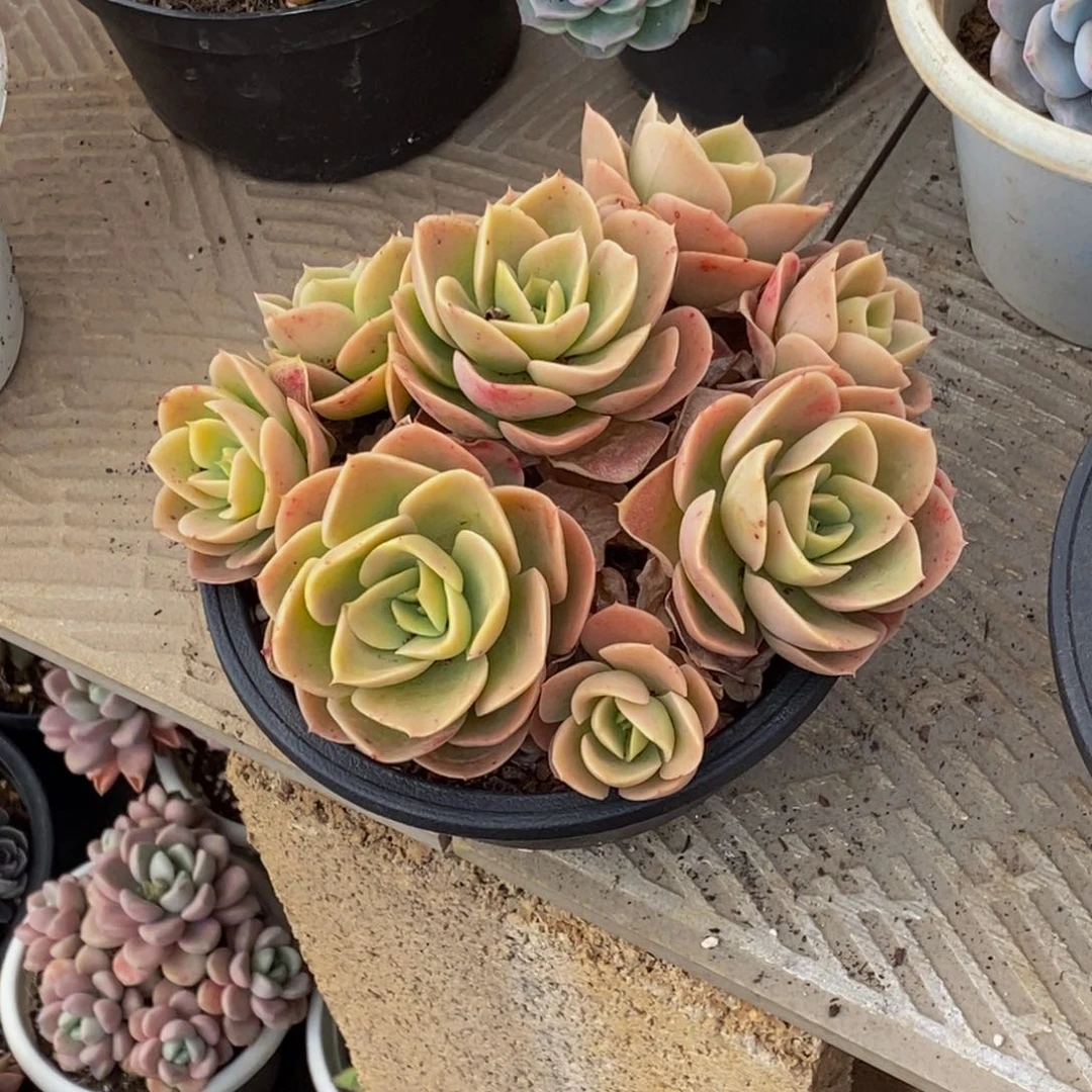 哎**了48包邮一物一拍多肉植物