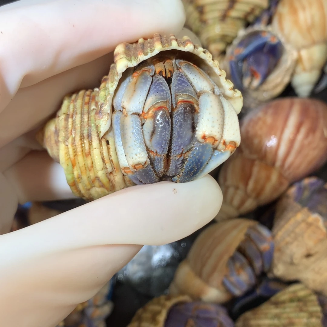 3.0异色天青色不退不换